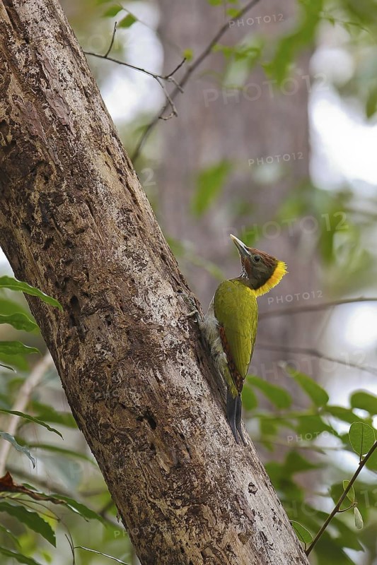 Greater Yellownape (Chrysophlegma flavinucha) female, Nam Nao National Park, Thailand