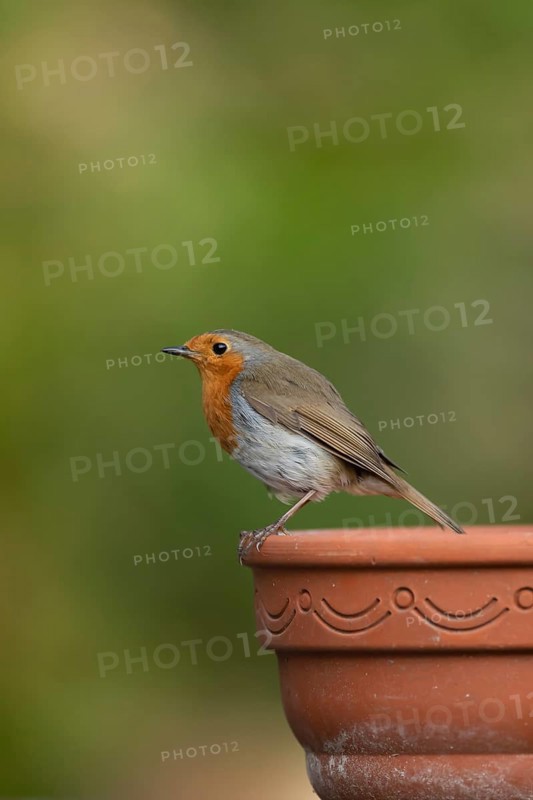 European robin (Erithacus rubecula) adult bird on a garden plant pot, England, United Kingdom