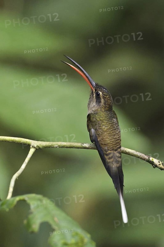Great-billed Hermit (Phaethornis malaris), Ecuador