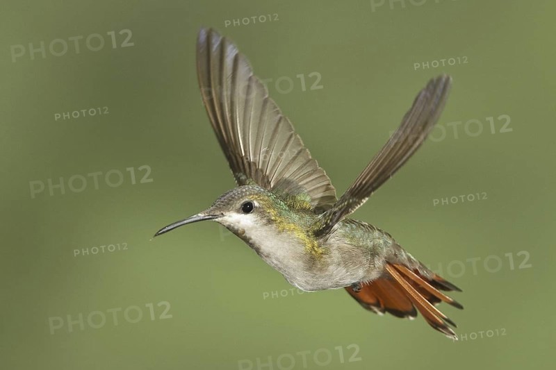 Ruby-topaz Hummingbird (Chrysolampis mosquitus), Trinidad and Tobago