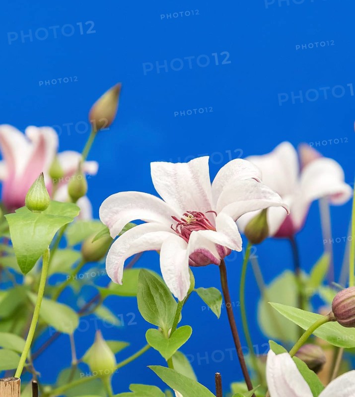 Clematis PRINCESS KATE, Plantarium 2016, Netherlands