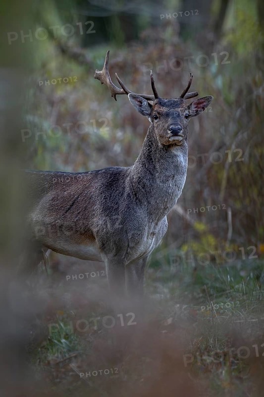A young fallow deer (Dama dama) with broken antlers and bloody eavesdropper appears in front of the camera, for its age it has a very strong physique, rut, mating season, deer rut, autumn, October, Germany