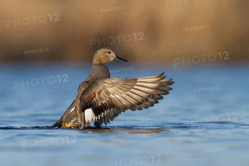 Gadwall (Mareca strepera) male, Utrecht, Netherlands