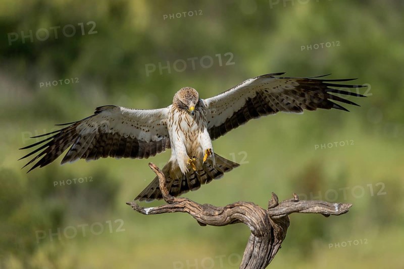 Booted eagle (Aquila pennata), approaching, Extremadura, Spain