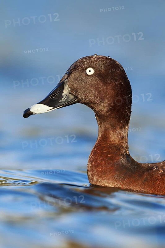 Hardhead (Aythya australis) male, Victoria, Australia