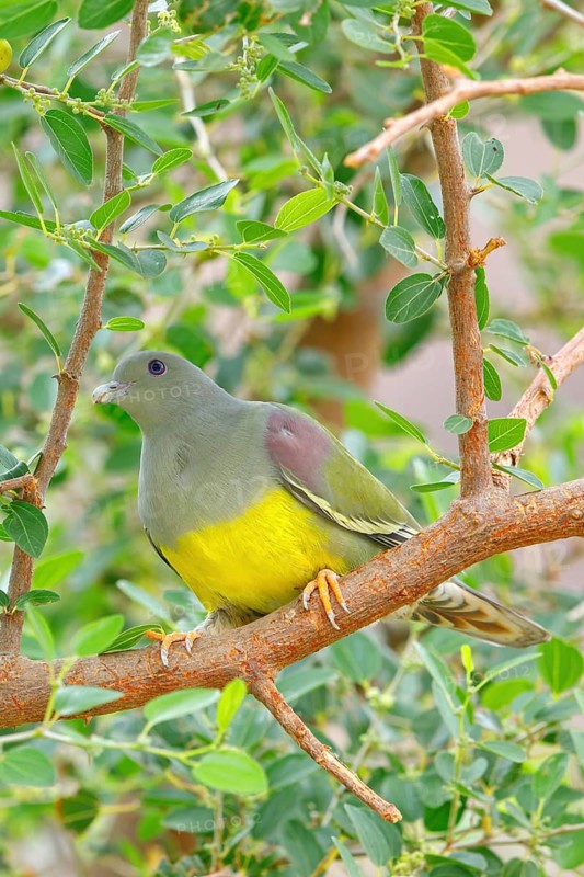 Waalia pigeon, (Treron waalia), family of pigeons, animals, birds, Middle East, pigeons, perch, Ayn Razat, Salalah, Dhofar, Oman