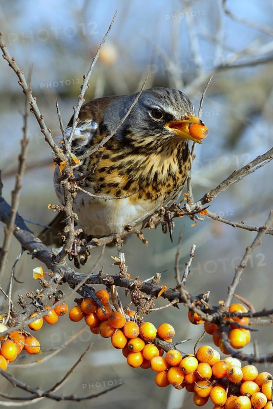 Fieldfare (Turdus pilaris) feeding on berries of Common sea buckthorn (Hippophae rhamnoides), Mecklenburg-Western Pomerania, Germany