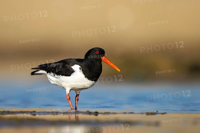 Eurasian Oystercatcher (Haematopus ostralegus) male, North Rhine-Westphalia, Germany