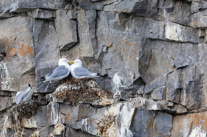 Group of kittiwakes (Rissa tridactyla) in a field wall, nesting sites, Mushamna, Spitsbergen, Svalbard
