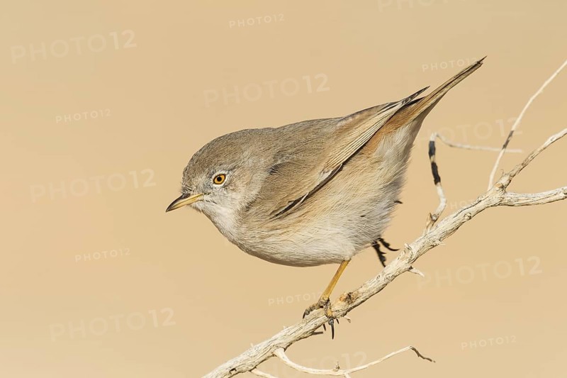 Asian Desert Warbler (Sylvia nana), Eilat, Israel