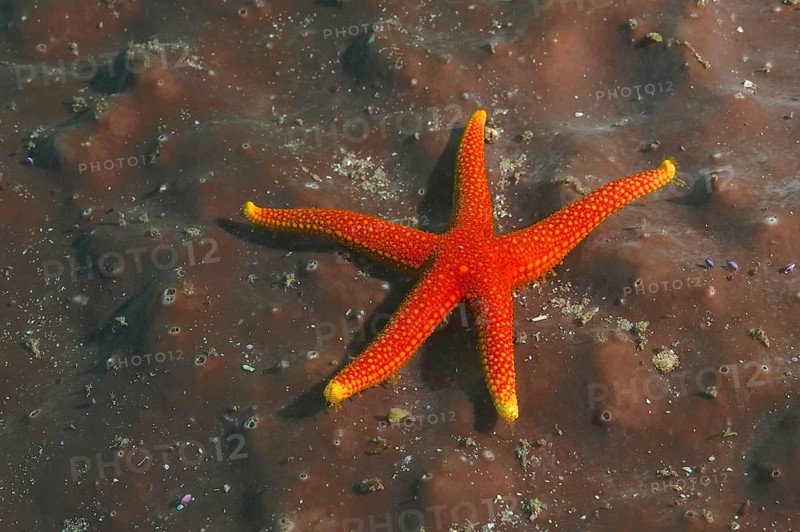Schultz's starfish (Austrofromia schultzei)