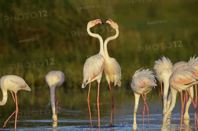 Pink flamingo, (Phoenicopterus ruber), Phoenicopterus roseus, animals, birds, flamingo, biotope, habitat, waters, foraging, group, Lesvos, Greece