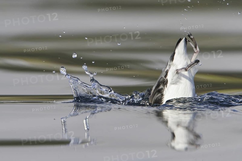 Ancient Murrelet (Synthliboramphus antiquus), British Columbia, Canada