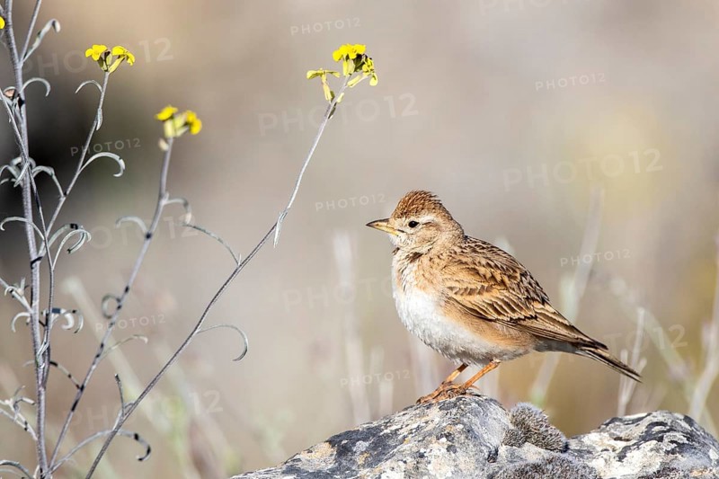 Greater Short-toed Lark (Calandrella brachydactyla) perched on a rock, Castile and Leon, Spain