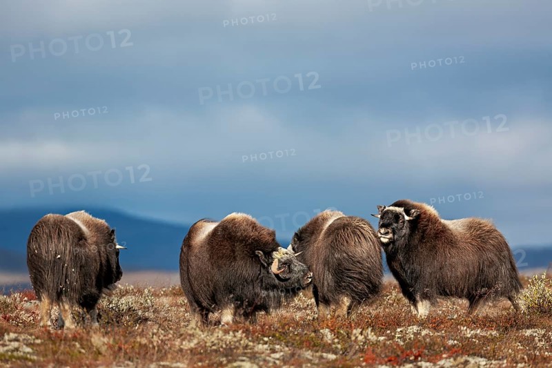 A group of musk ox calves (Ovibos moschatus) and slightly older young animals in the autumnal tundra, autumn, Ruska, autumn colours, tundra landscape, Norway