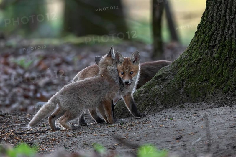 The more red fox cubs (Vulpes vulpes) a litter has, the more action takes place between them, rearing cubs, animal cubs, cute, playful, wrestling, May, Germany