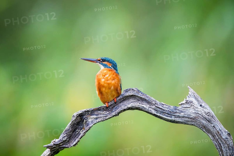Common kingfisher (Alcedo atthis) sitting on an old wooden branch in late summer, wildife, Bavaria, Germany