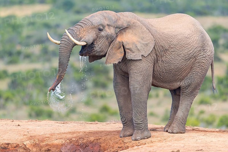 African elephant, (Loxodonta african), Addo Elephant National Park, Addo Camp, Western Cape, South Africa