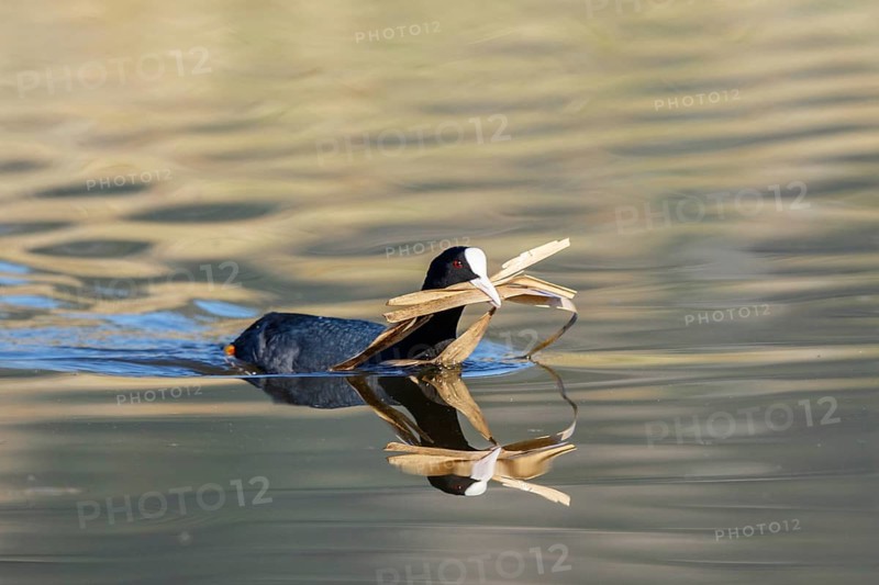 Eurasian Coot (Fulica atra) with nesting material in beak, Lesvos, Greece