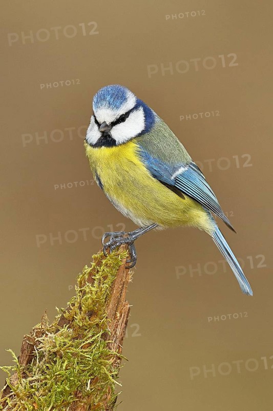 Blue tit (Parus caeruleus), sitting on moss-covered dead wood, Wilnsdorf, North Rhine-Westphalia, Germany