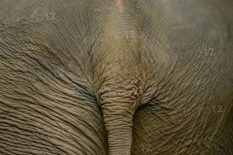 Detailed close-up of the wrinkled skin of an Asian elephant. Captured in Thailand, it highlights the texture and natural patterns of this majestic creature