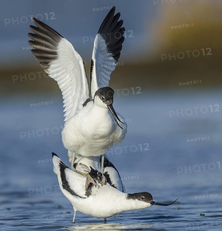 Pied Avocet (Recurvirostra avosetta) pair mating, Texel, Netherlands