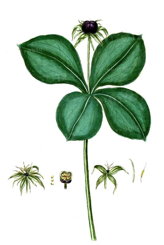 Paris quadrifolia, four-leaved monocot, digital reproduction of a historical model, between 1790 and 1810