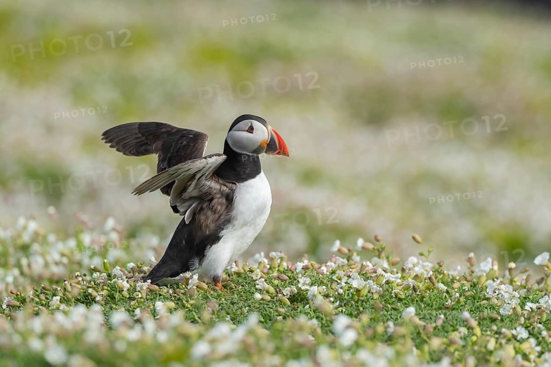 Atlantic puffin (Fratercula arctica) adult auk seabird bird flapping its wings amongst flowering Sea campion (Silene maritima) flowers in summer, Skomer island, Pembrokeshire, Wales, United Kingdom