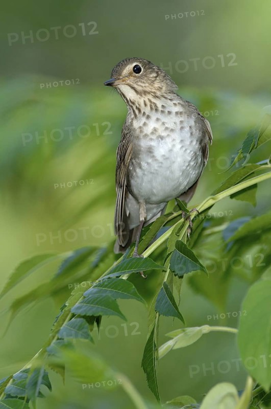 Swainson's Thrush (Catharus ustulatus), Texas, USA