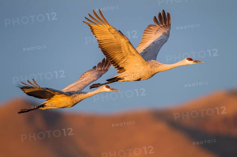 Sandhill Crane Grus canadensis tabida Bosque del Apache National Wildlife Refuge, New Mexico, United States 16 December Adult in flight at dawn. Gruidae