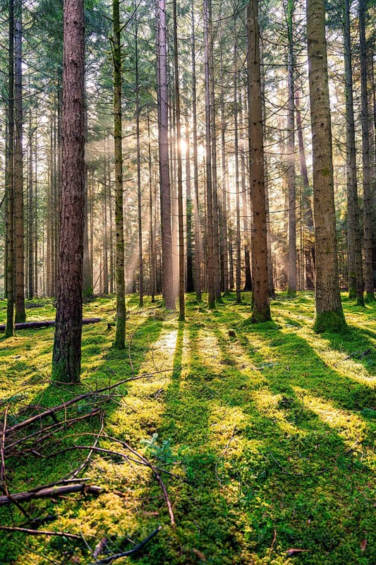 Sun shines through the forest and creates a dynamic pattern of light and shadow, Unterhaugstett, Black Forest, Germany