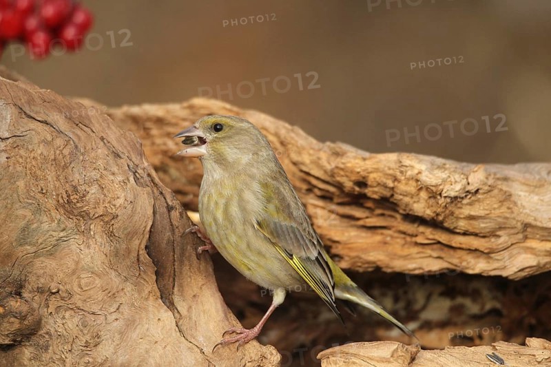 Greenfinch (Chloris chloris) at the winter feeding site, Allgäu, Bavaria, Germany, Allgäu, Bavaria, Germany