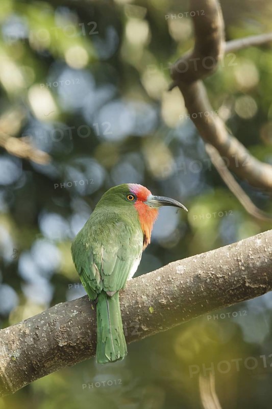 Red-bearded Bee-eater (Nyctyornis amictus), Kaeng Krachan, Thailand
