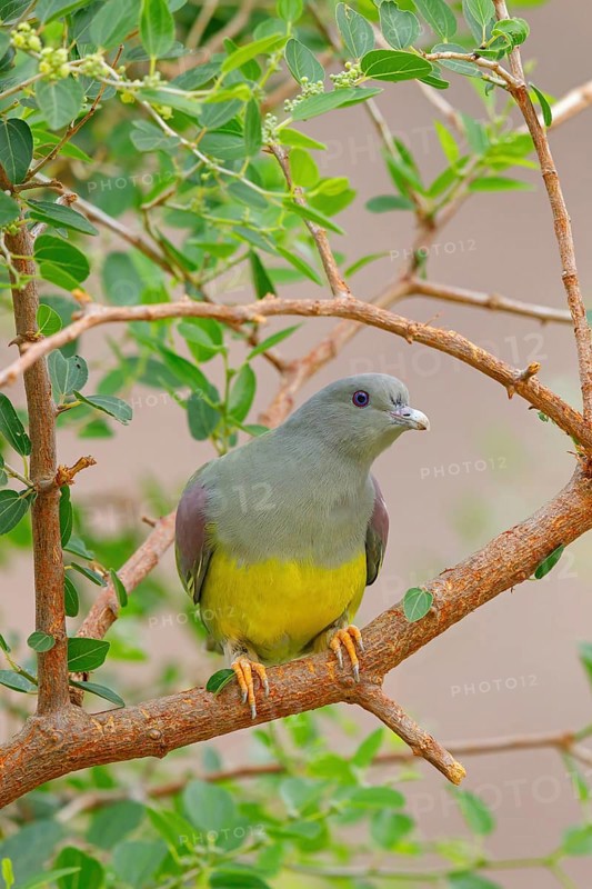 Waalia pigeon, (Treron waalia), family of pigeons, animals, birds, Middle East, pigeons, two birds on perch, Ayn Razat, Salalah, Dhofar, Oman