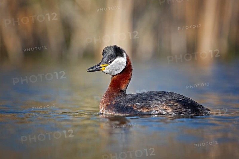 Red-necked Grebe (Podiceps grisegena), Saxony-Anhalt, Germany