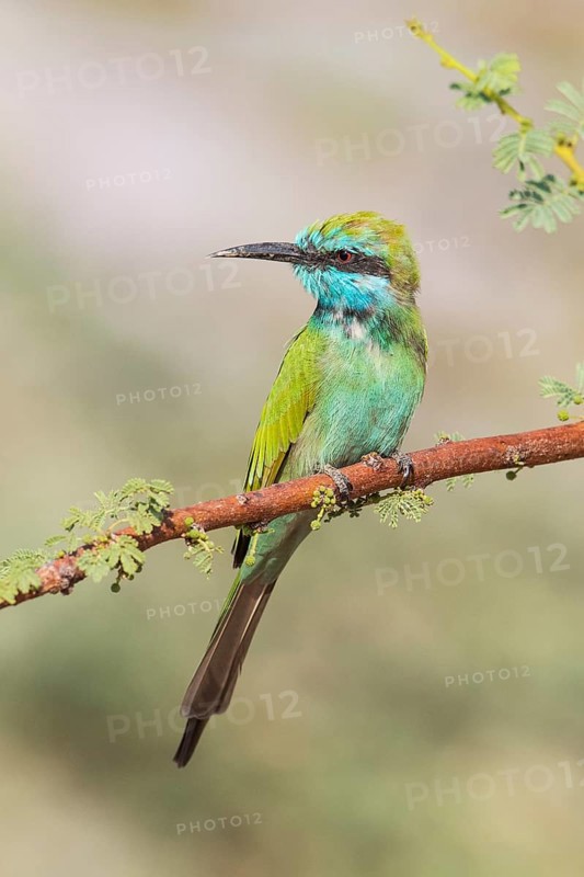Green Bee-eater (Merops orientalis), Eilat, Israel