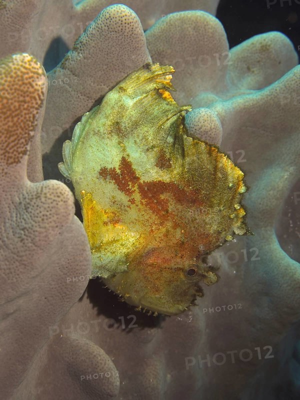 Rocking fish (Taenianotus triacanthus)