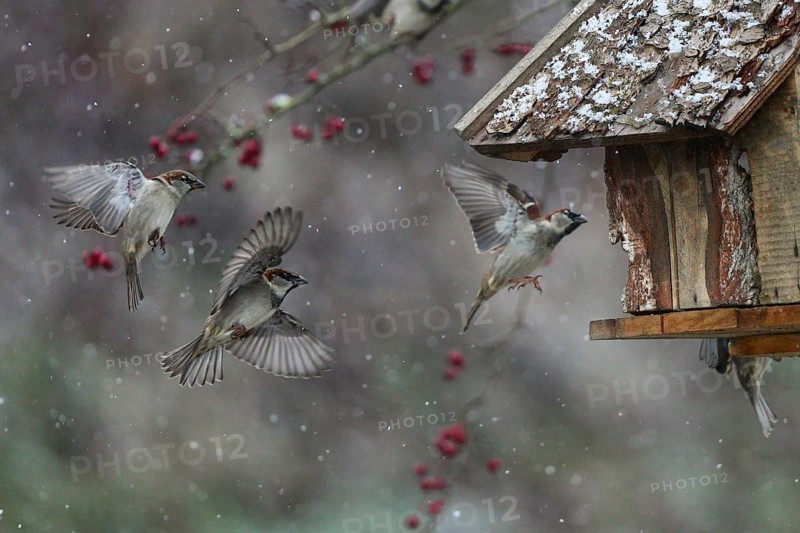 House Sparrow (Passer domesticus) group flying to a feeding house, Baden-Wuerttemberg, Germany