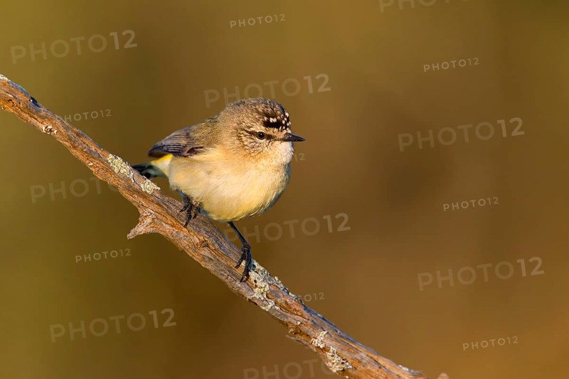 Yellow-rumped Thornbill (Acanthiza chrysorrhoa), Victoria, Australia