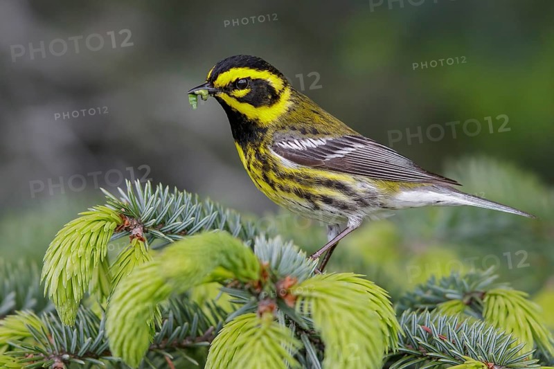 Townsend's Warbler (Dendroica townsendi) perched on a branch in Seward, Alaska