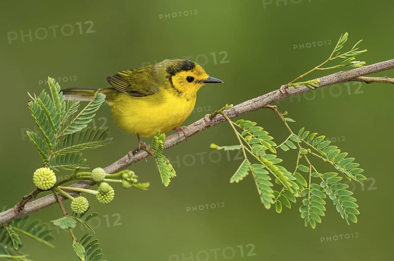 Hooded Warbler (Setophaga citrina) female perched on a branch, Texas, USA