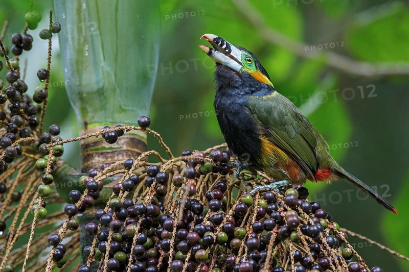 Spot-billed Toucanet (Selenidera maculirostris) feeding on palm fruits in the Atlantic rainforest of southeast Brazil