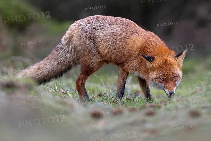 Even when the red fox (Vulpes vulpes) is feeding, it is always ready to flee and observe its surroundings, rearing its young, April, Denmark