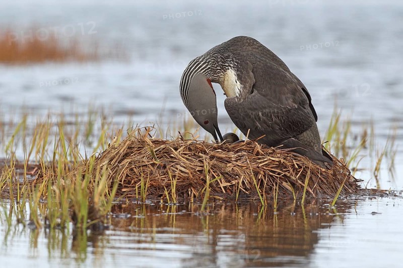 Red-throated Loon (Gavia stellata) at nest, Iceland