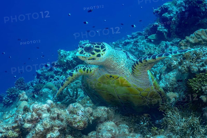 A green sea turtle gracefully swims over a vibrant coral reef in the crystal-clear waters of the Maldives, surrounded by diverse marine life. Its shell glistens in the sunlight