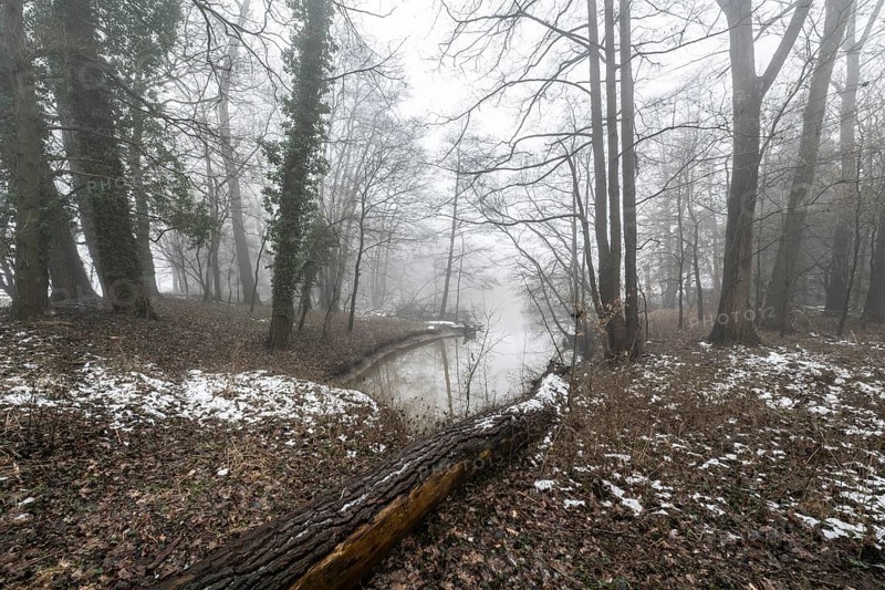 Pond landscape with black alder (Alnus glutinosa) in the fog, Emsland, Lower Saxony, Germany