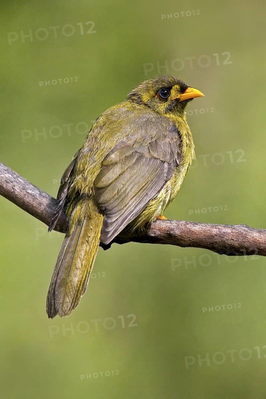 Bell Miner (Manorina melanophrys), Queensland, Australia