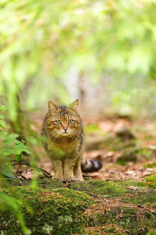 European wildcat (Felis silvestris silvestris) standing in a forest, Bavaria, Germany