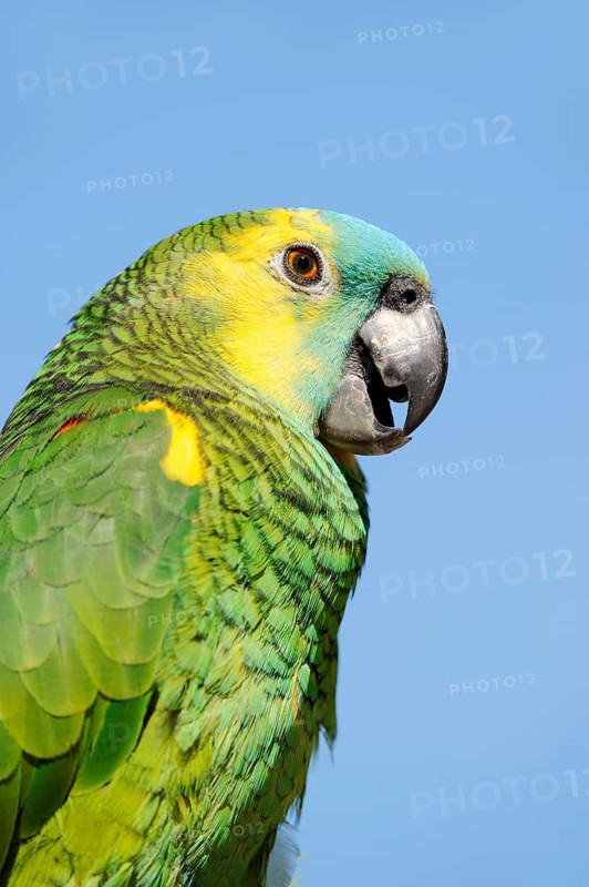 Orange-winged amazon (Amazona amazonica), portrait, captive, occurrence in South America