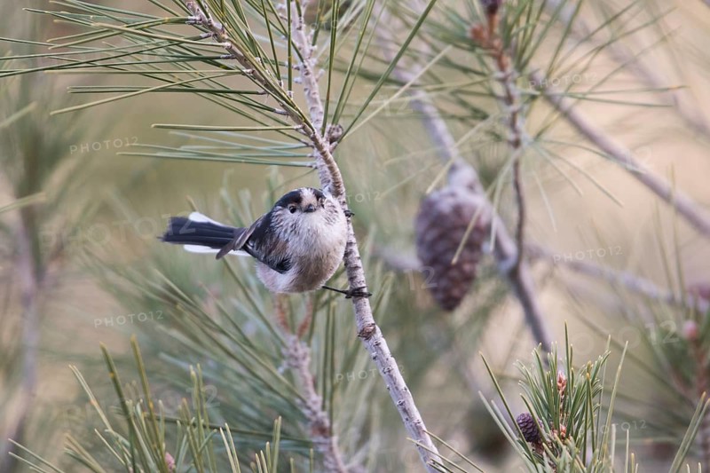 Long-tailed Tit - Schwanzmeise - Aegithalos caudatus ssp. irbii, Spain